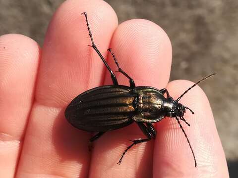 Carabus (Ctenocarabus) melancholicus costatus Germar 1824 resmi