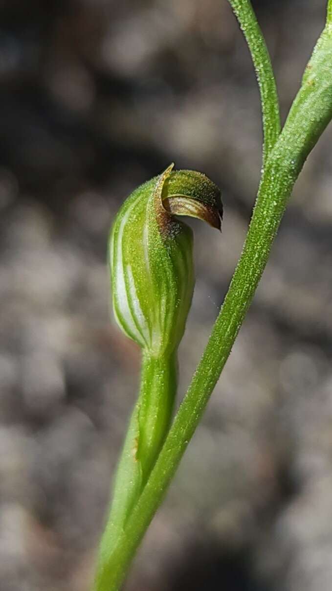 Pterostylis corpulenta的圖片