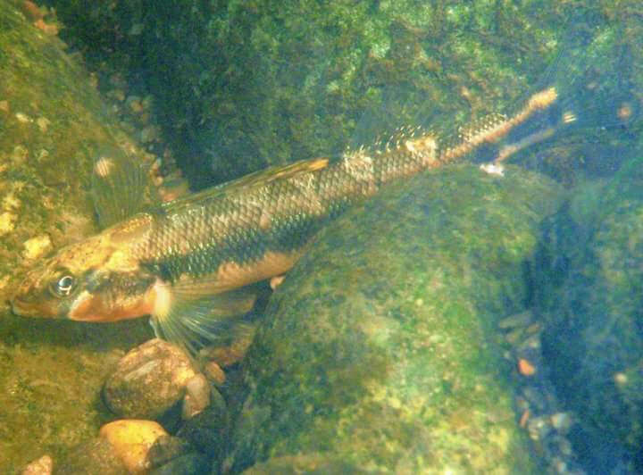 Image of Gilt Darter