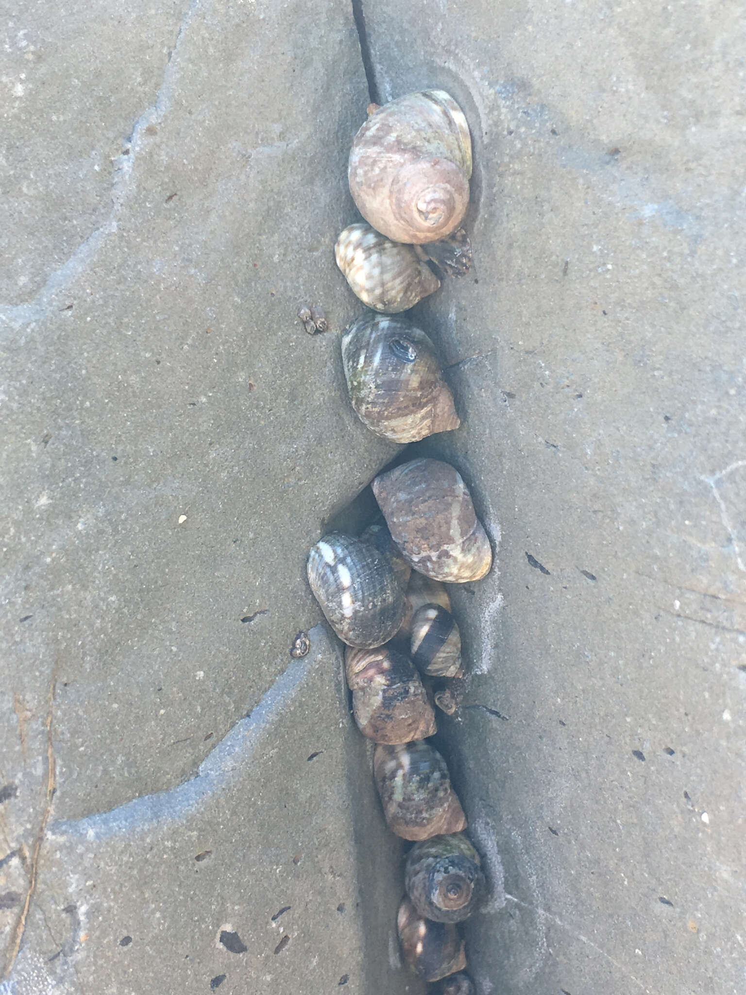 Image of eroded periwinkle