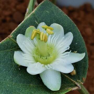 Passiflora siamica Crab的圖片