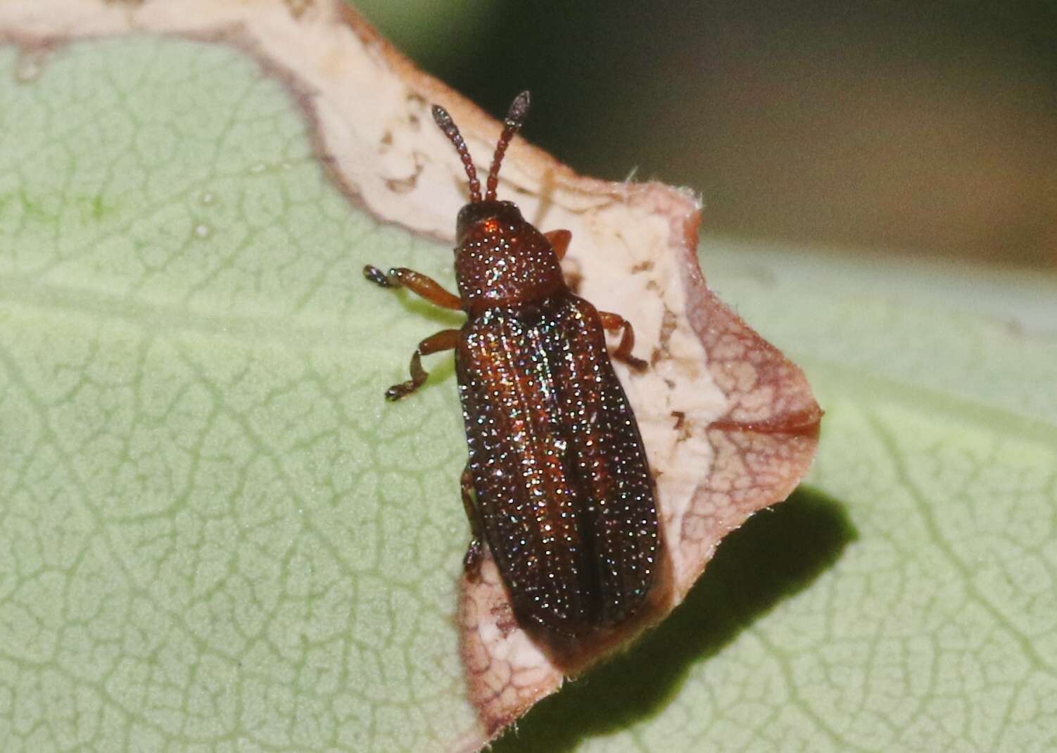 Glyphuroplata uniformis (Smith 1885)的圖片