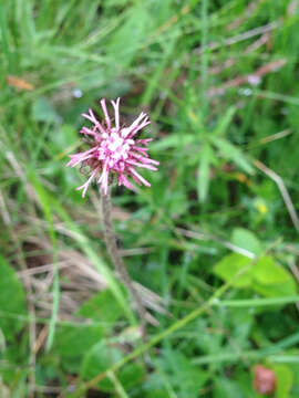 Image of Purple Coltsfoot