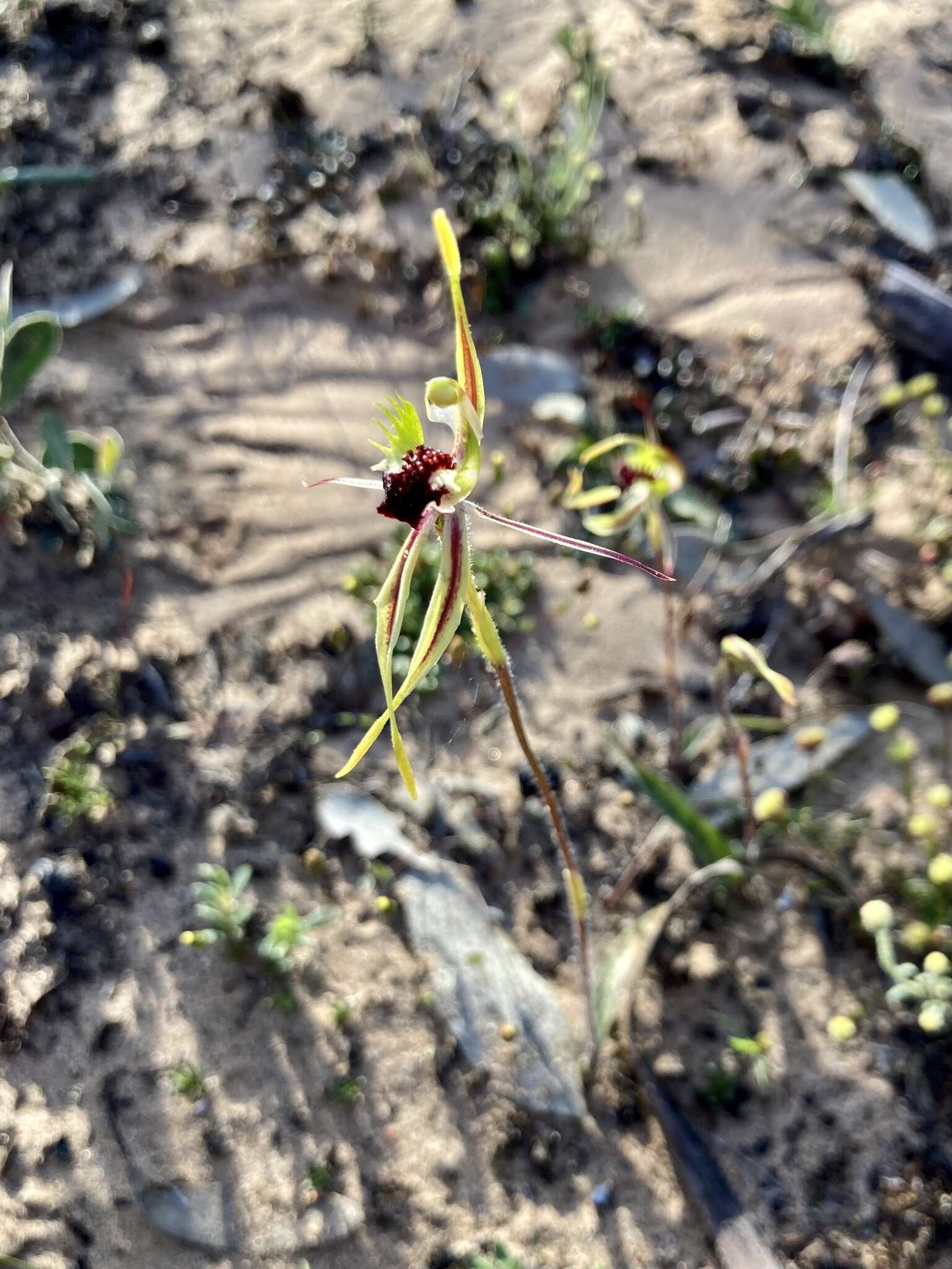 Image of Mallee spider orchid