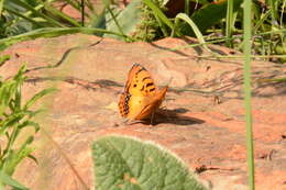 Image of <i>Catacroptera <i>cloanthe</i></i> cloanthe