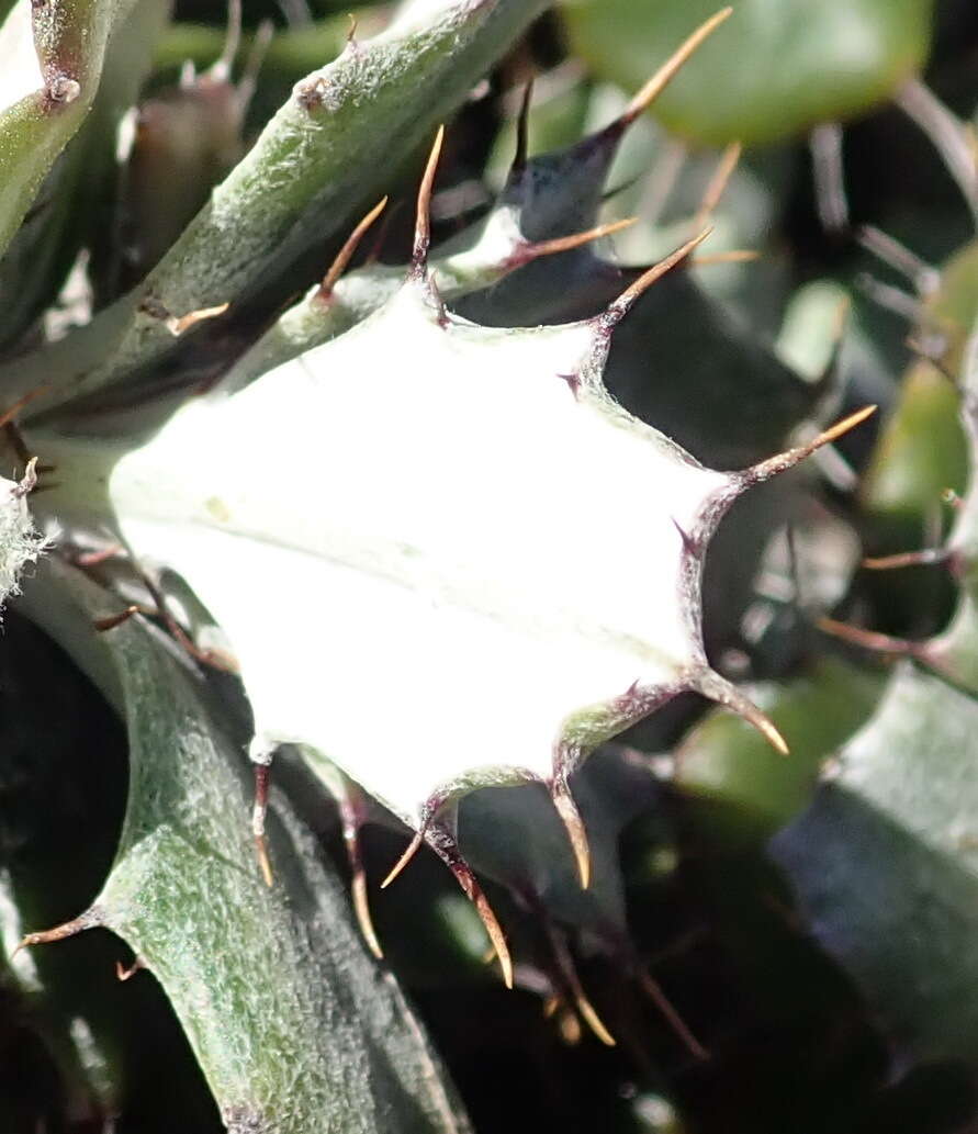 Image of Berkheya coriacea Harv.