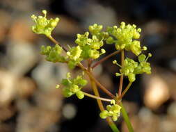 Image of Deverra denudata subsp. aphylla (Cham. & Schltdl.) Pfisterer & Podl.