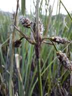 Image of tall cottongrass