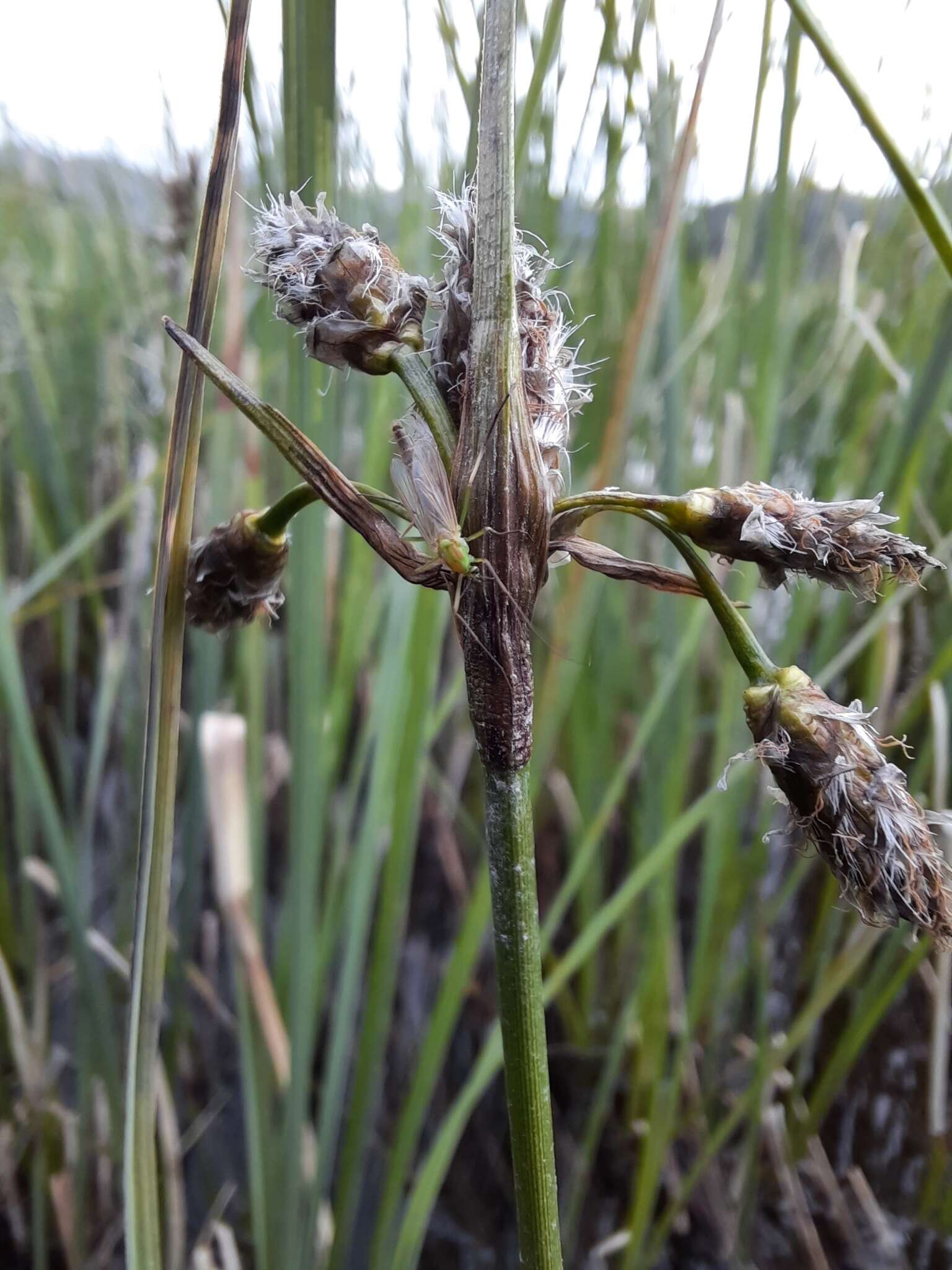 Image of tall cottongrass