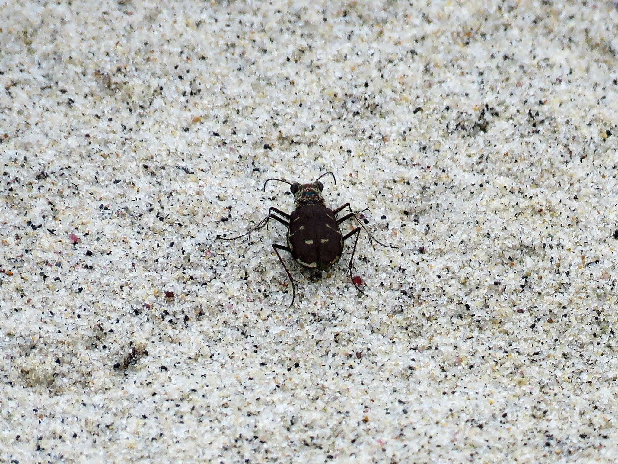 Image of Cicindela (Cicindela) hirticollis rhodensis Calder 1916