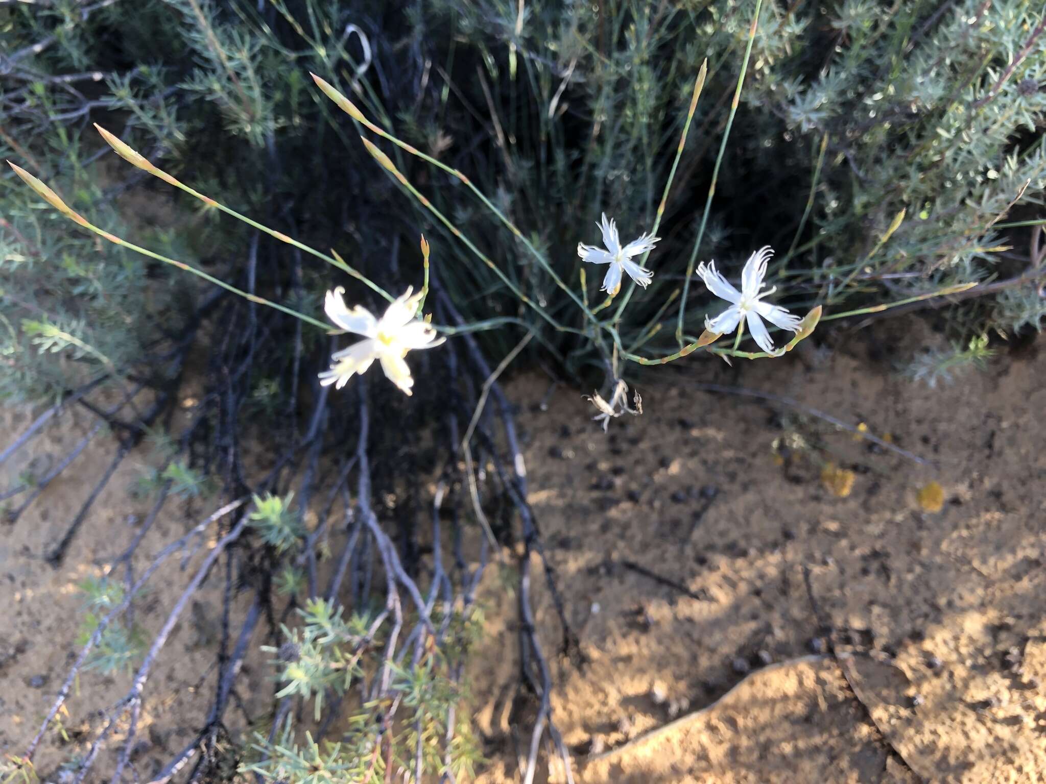 Image of Dianthus bolusii Burtt Davy