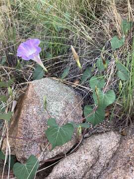 Image of Ipomoea gilana K. Keith & J. A. Mc Donald