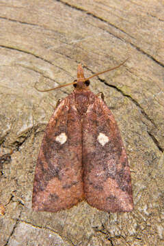 Image of greenheaded leafroller