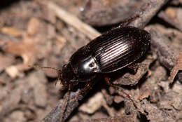 Image of Carabidae