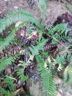 Image of Glossy Deer Fern