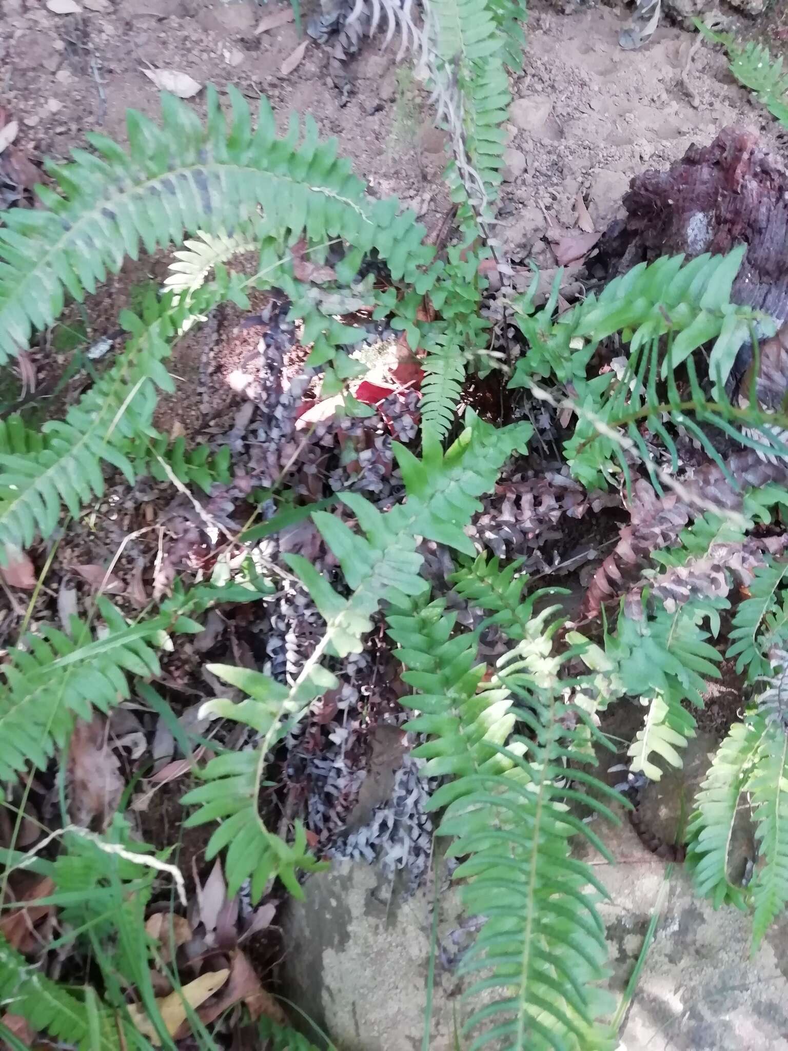 Image of Glossy Deer Fern