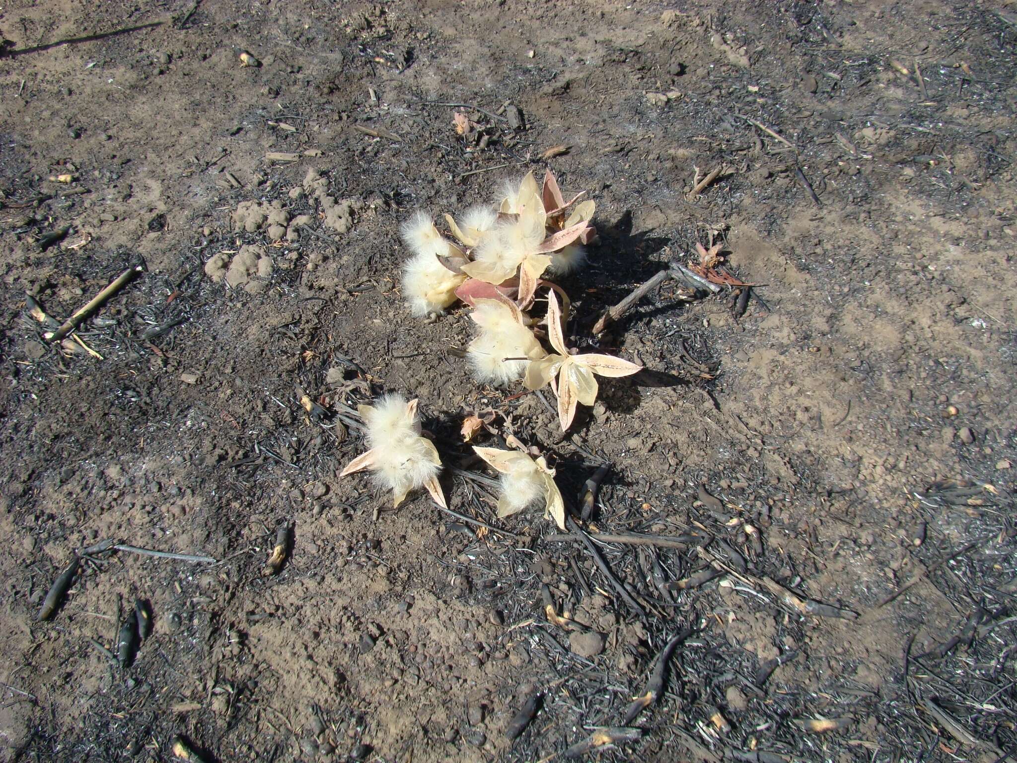 Image of Cochlospermum tinctorium Perr. ex A. Rich.