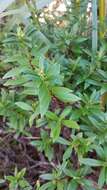 Image of Pimelea gnidia (J. R. & G. Forst.) Willd.