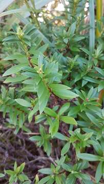 Image of Pimelea gnidia (J. R. & G. Forst.) Willd.