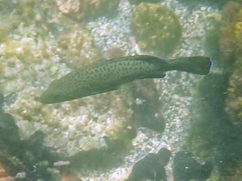 Image of Colorado Grouper