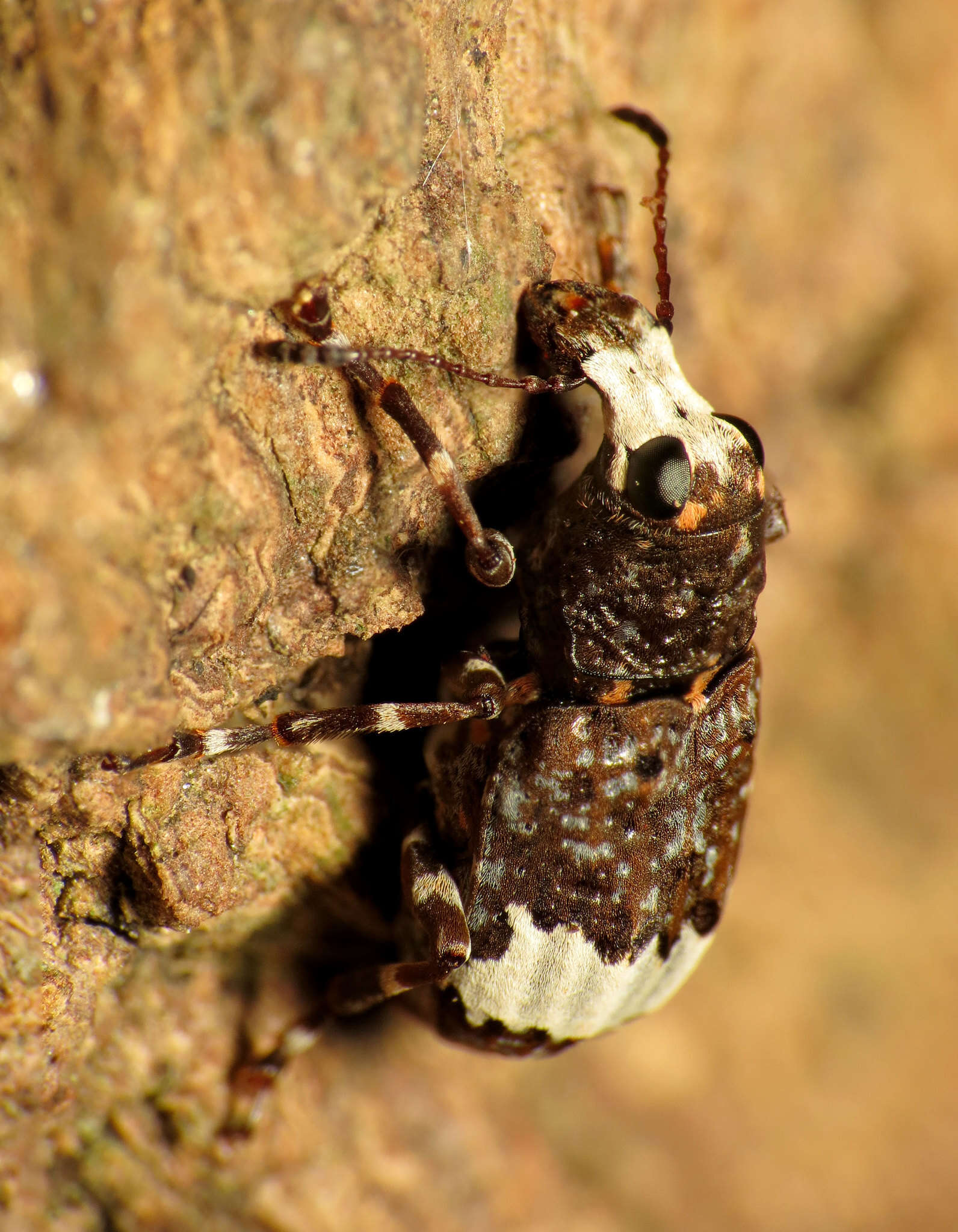 صورة Eurymycter fasciatus (Olivier 1795)