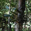 Image of Bulbophyllum toilliezae Bosser