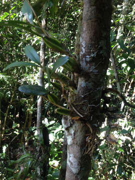 Image of Bulbophyllum toilliezae Bosser