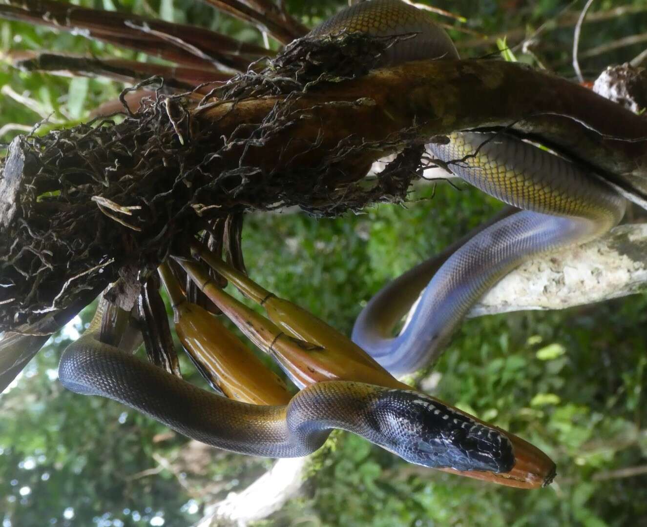 Imagem de Bothrochilus albertisii (W. C. H. Peters & Doria 1878)