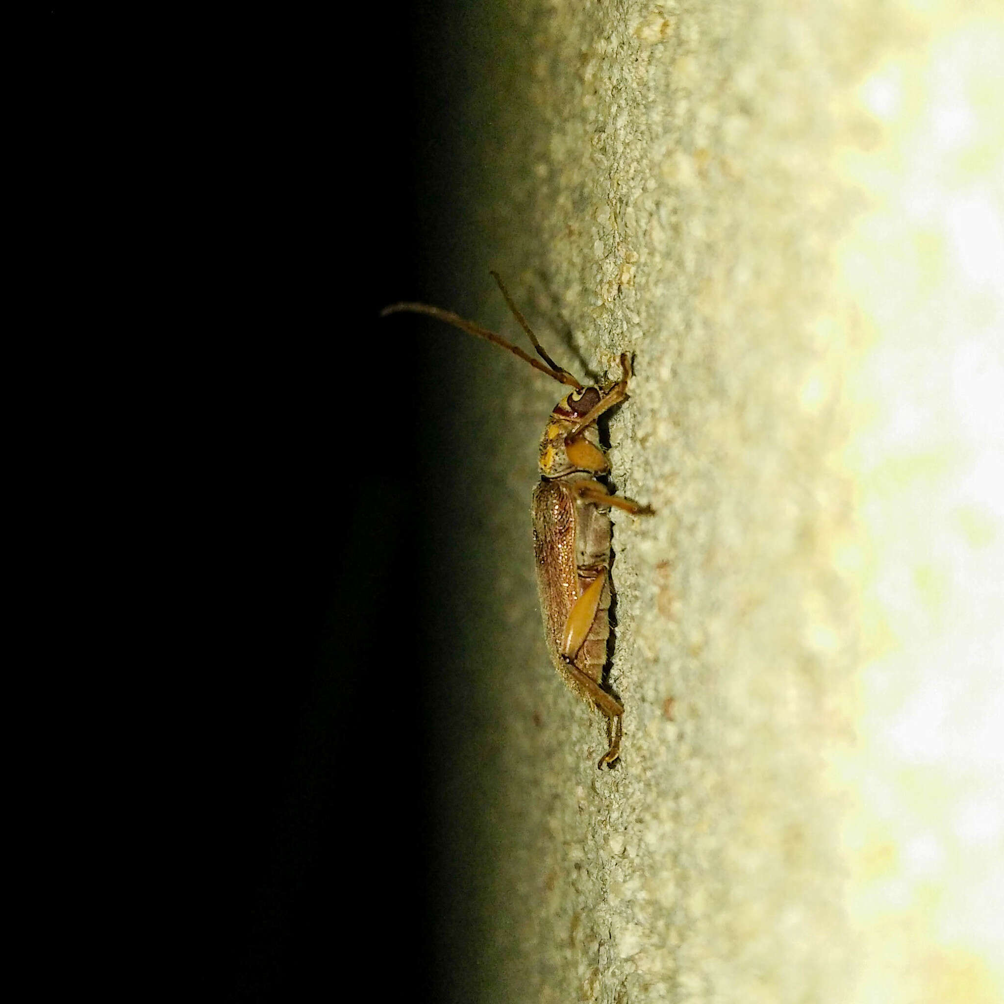 Image of Ceresium long-horned beetle