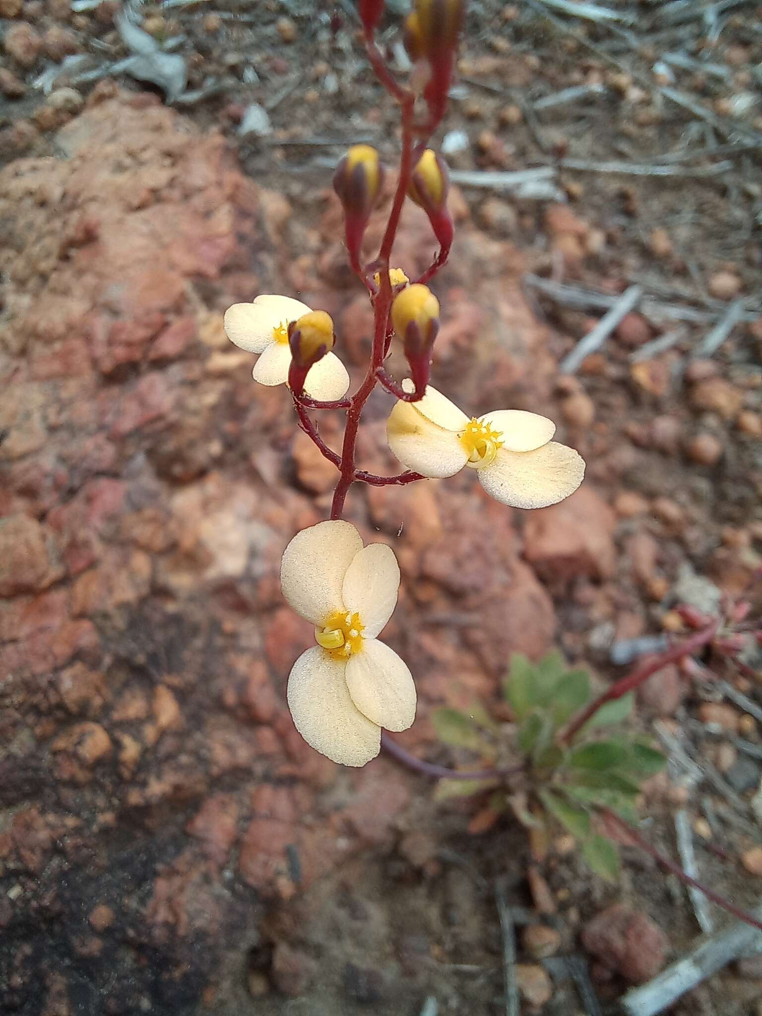 Image of Stylidium acuminatum (Carlquist) Wege