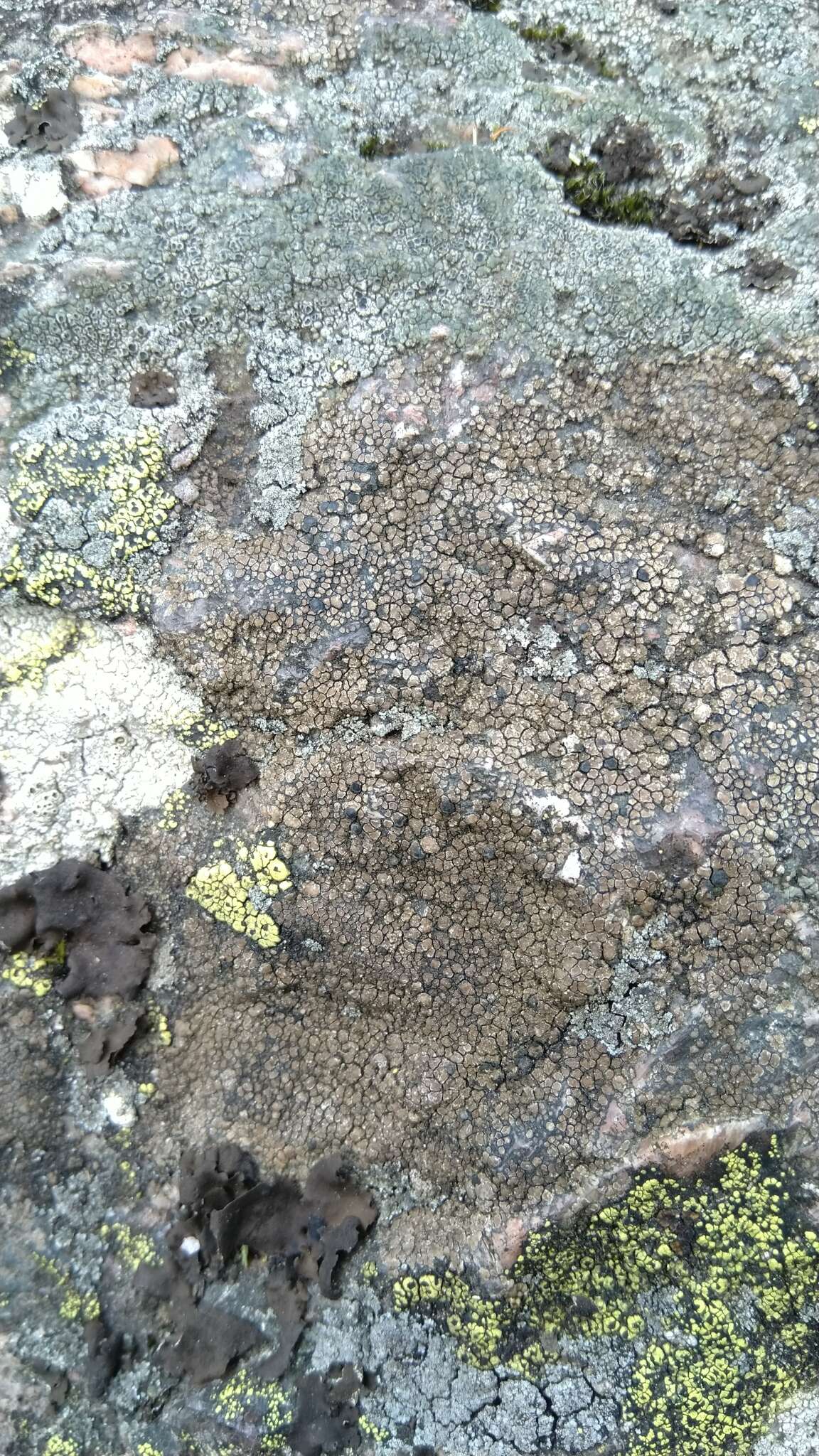 Image of lecidea lichen