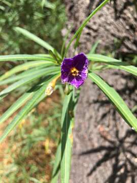 Image of Solanum linearifolium Herasim.