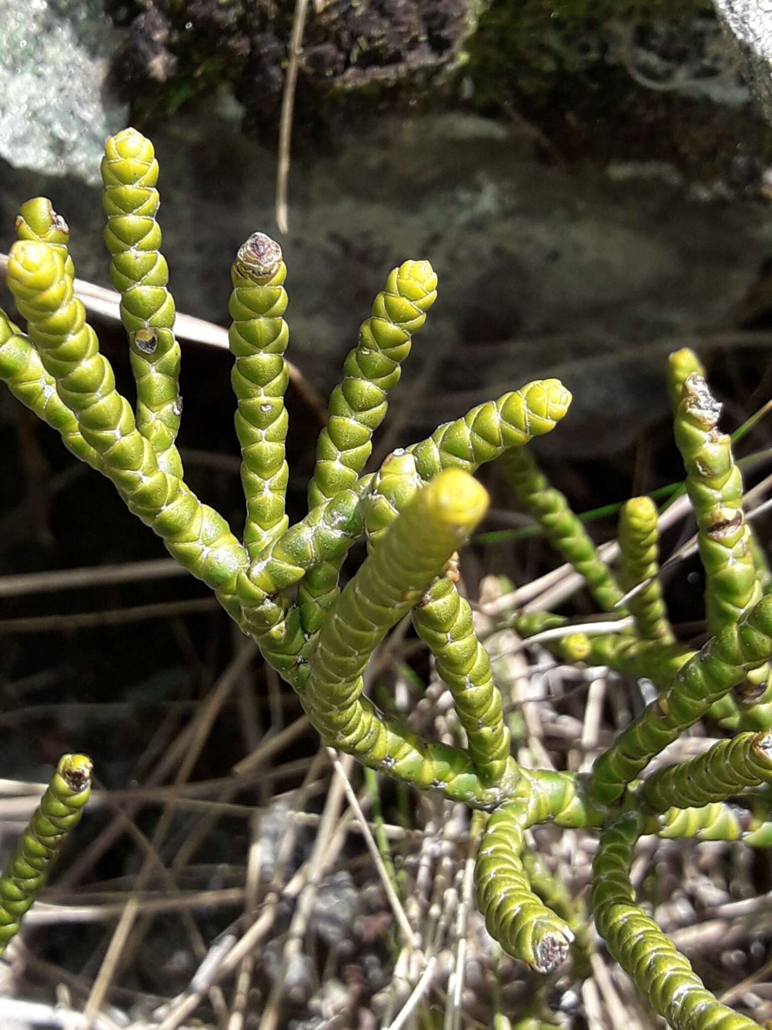 Image of Veronica hectorii subsp. hectorii