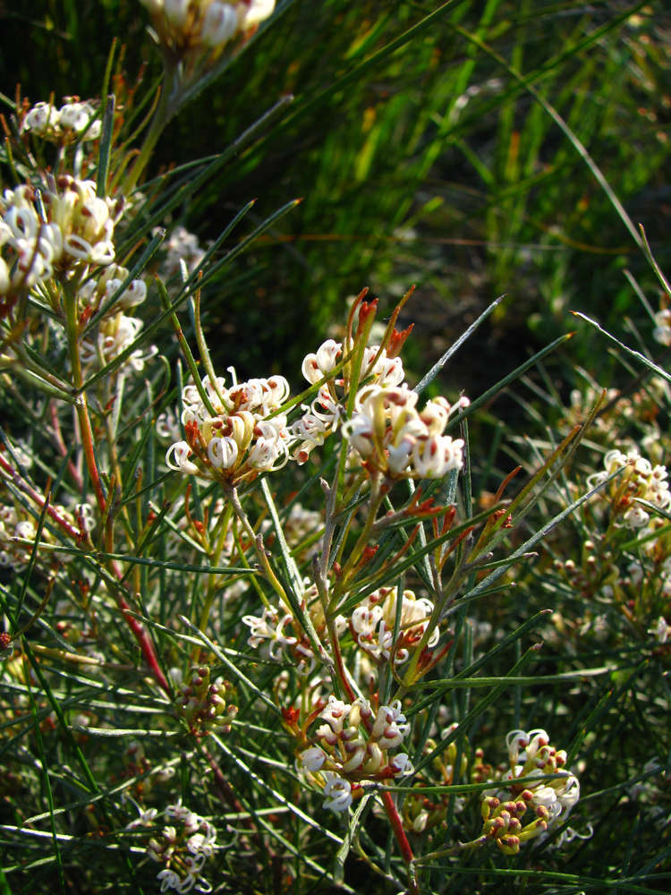 Image of Grevillea micrantha Meissn.