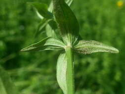 Image of Peronospora galii