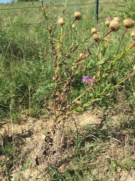 Plancia ëd Plectocephalus americanus (Nutt.) D. Don