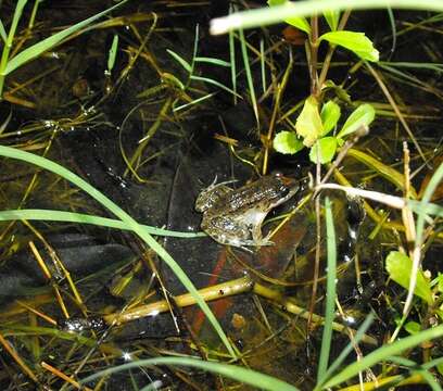 Sivun Leptodactylus melanonotus (Hallowell 1861) kuva