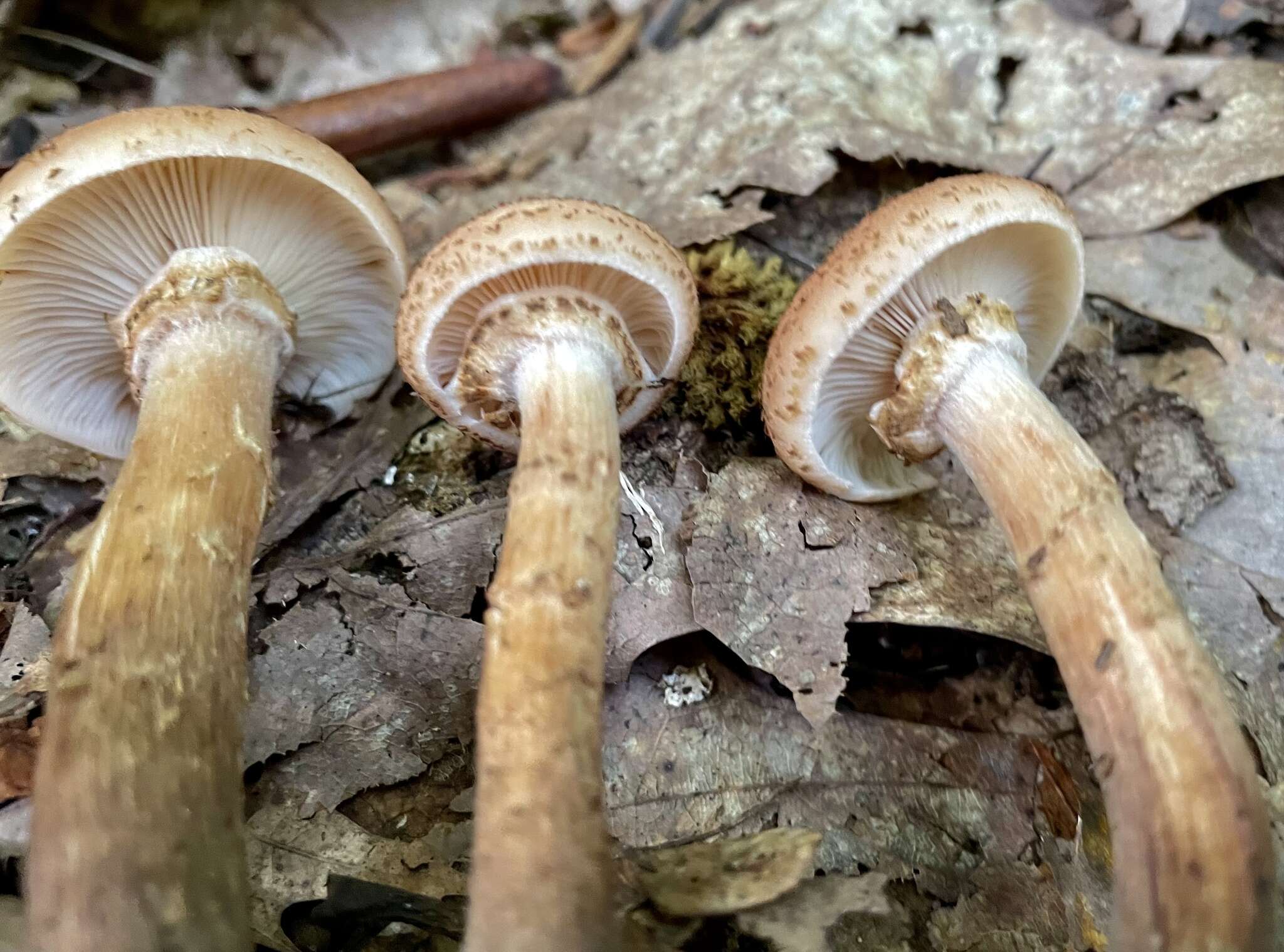 Image of Armillaria gemina Bérubé & Dessur. 1989