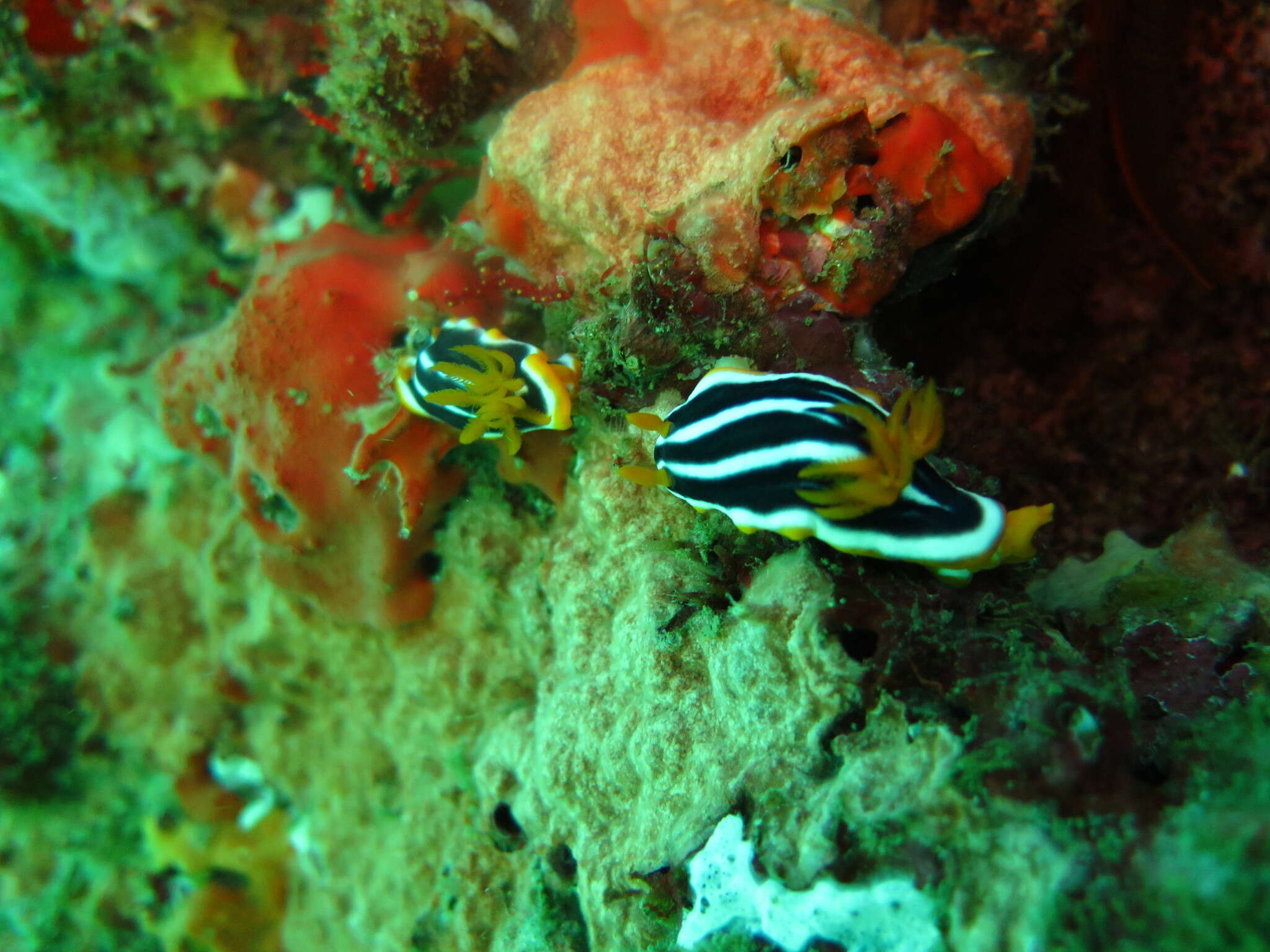 Image of Chromodoris africana Eliot 1904