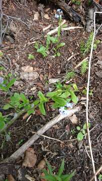 Image of Myosotis decumbens Host