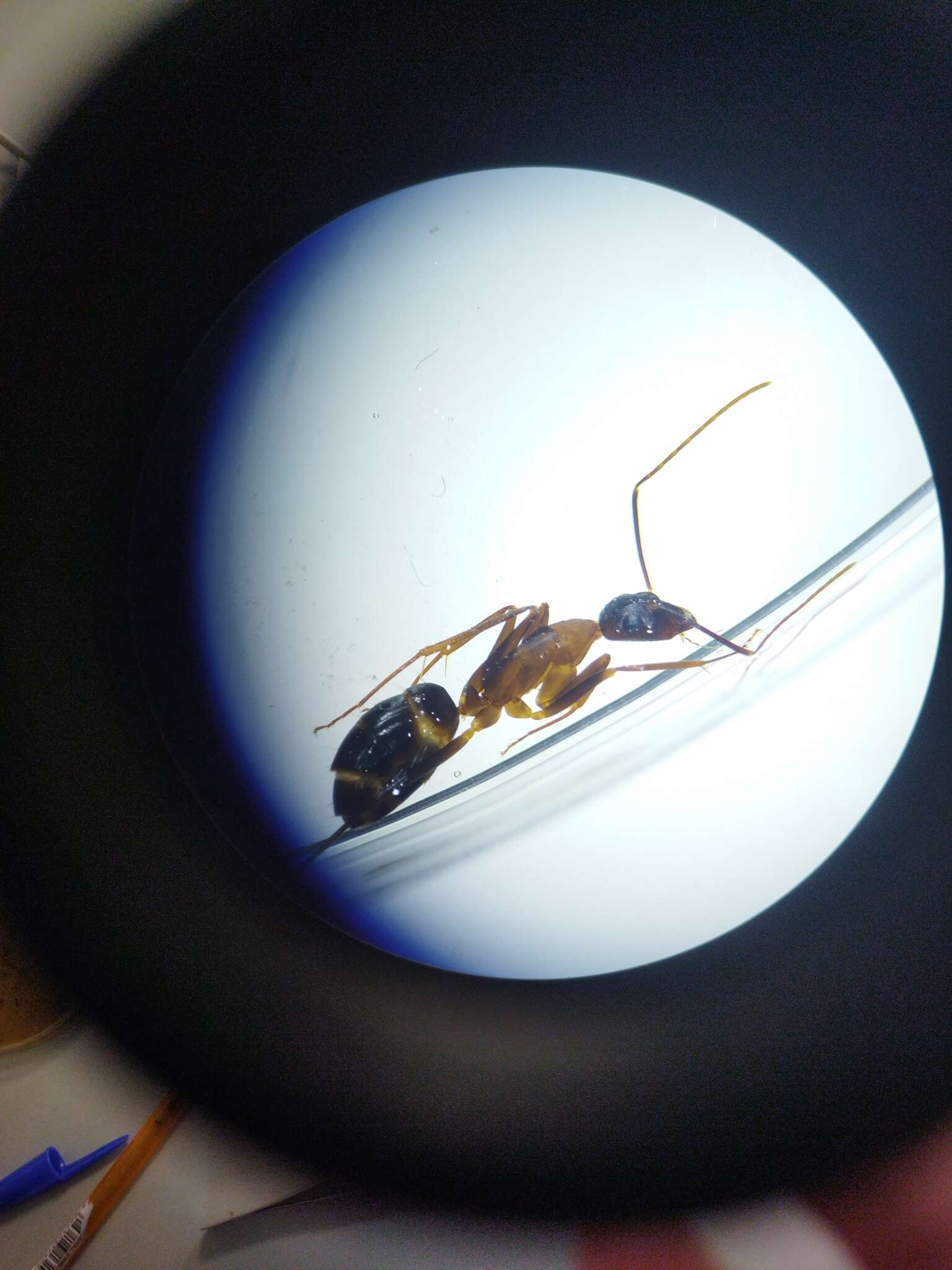 Imagem de Camponotus pilicornis (Roger 1859)