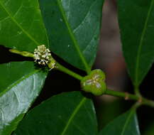 Image of Excoecaria formosana (Hayata) Hayata & Kawak.