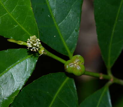 Imagem de Excoecaria formosana (Hayata) Hayata & Kawak.