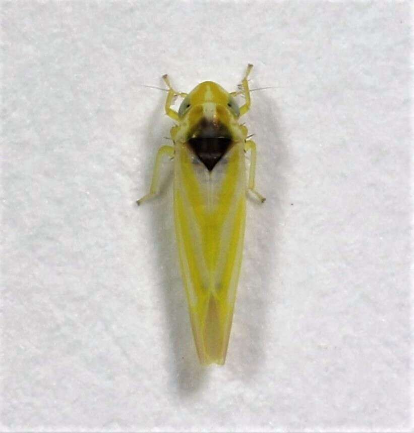 Image of Erythridula pfrimmeri (Hepner 1977)