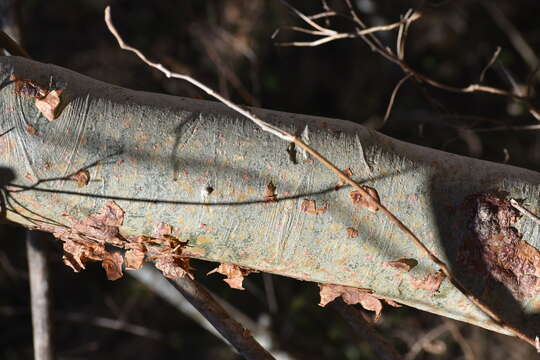 Image de Bursera grandifolia (Schltdl.) Engl.