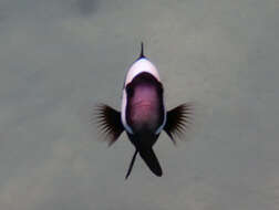 Image of Sebae Anemonefish