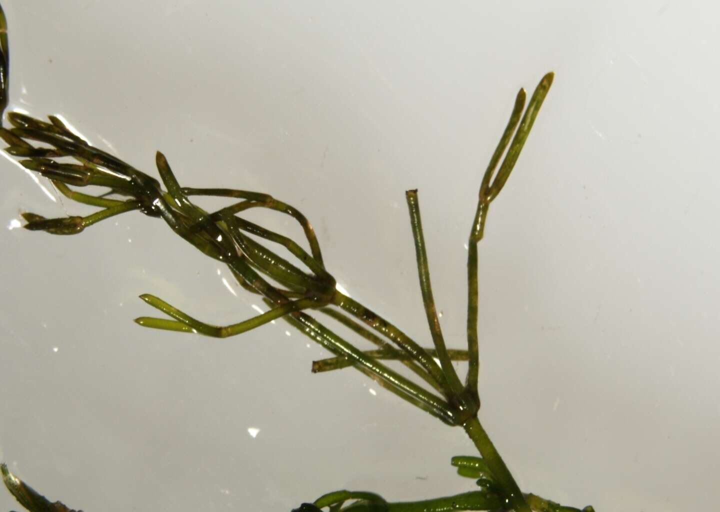 Image of Clustered Stonewort