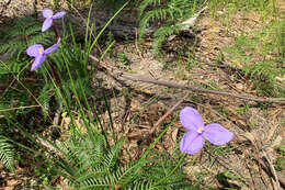 Image of Purple Flag