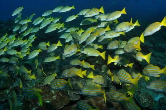 Image of Blue and gold snapper