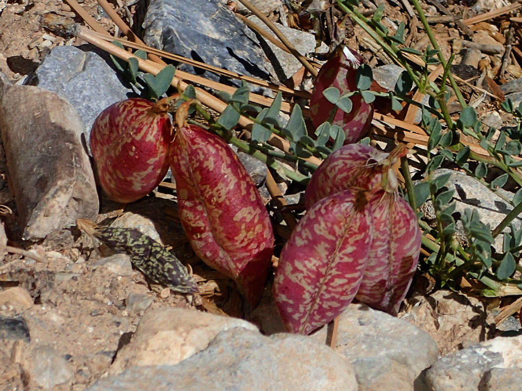 Imagem de Astragalus oophorus var. clokeyanus Barneby